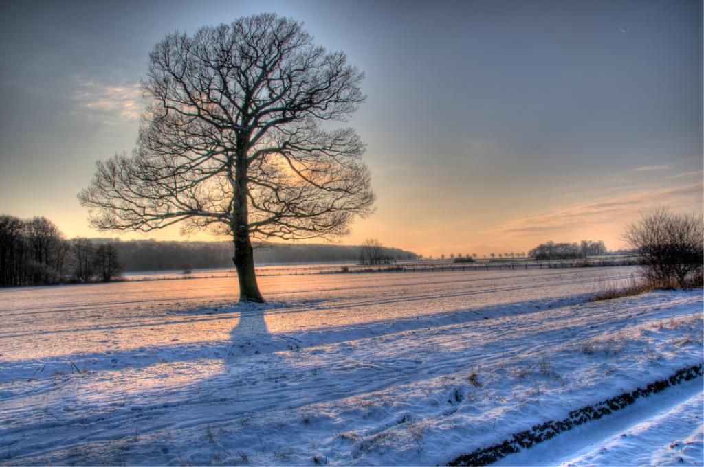 Benther Berg Baum im Gegenlicht